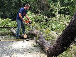 How Our Tree Care Process Works  in  Bangor, WI