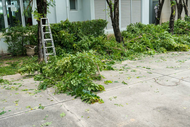 Professional Tree Services in Bangor, WI