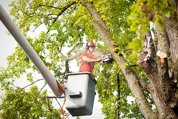 Best Leaf Removal  in Bangor, WI